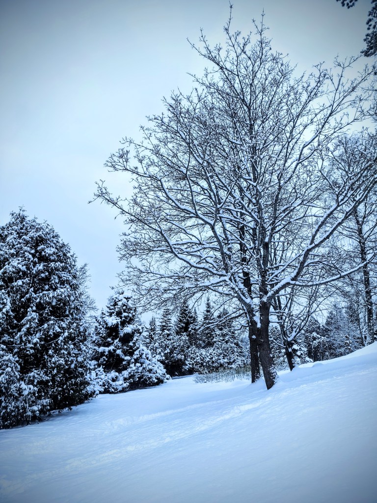 Kaunis talvimaisema, lumiset puut.