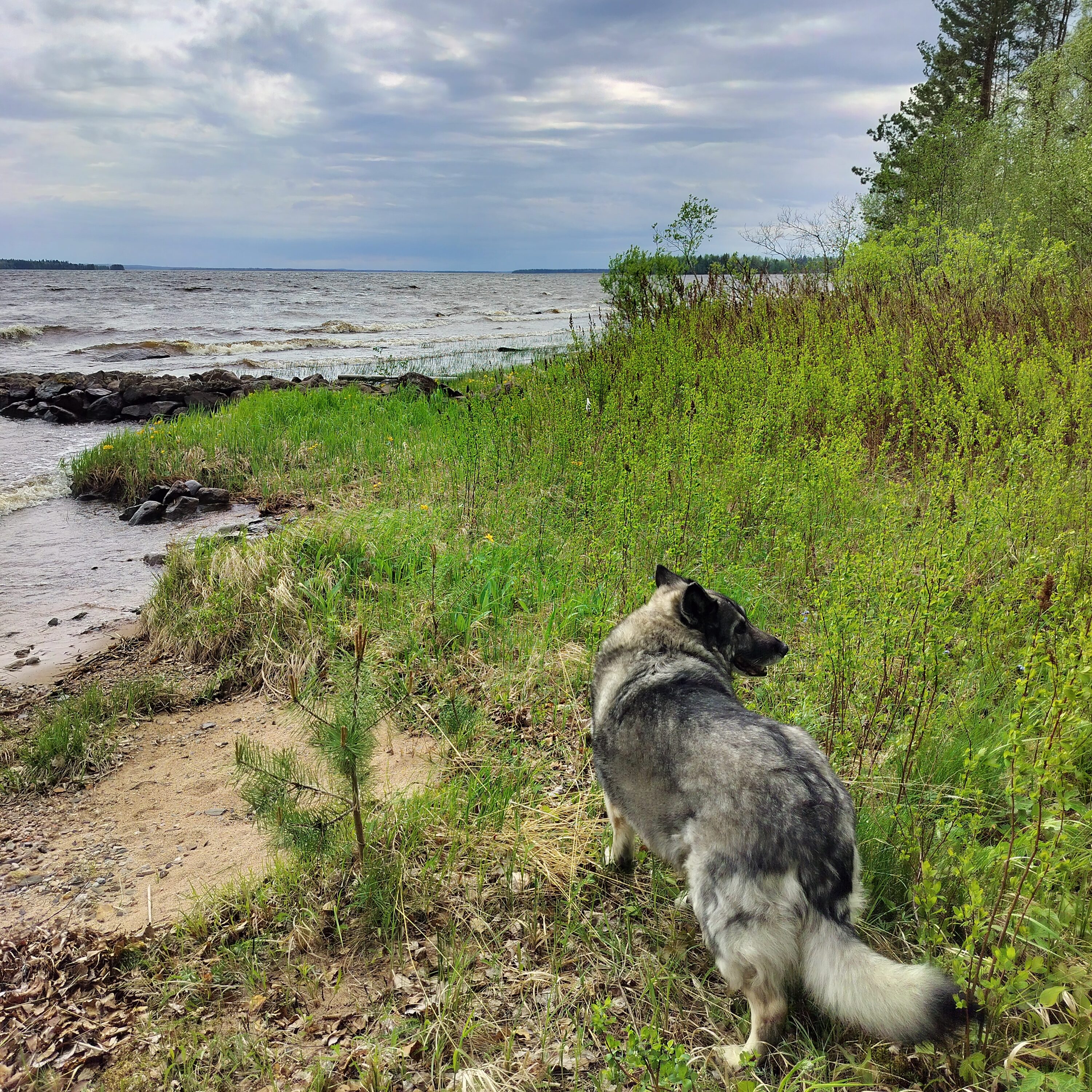 Sekarotuinen isokokoinen koira myrskyisellä rannalla.