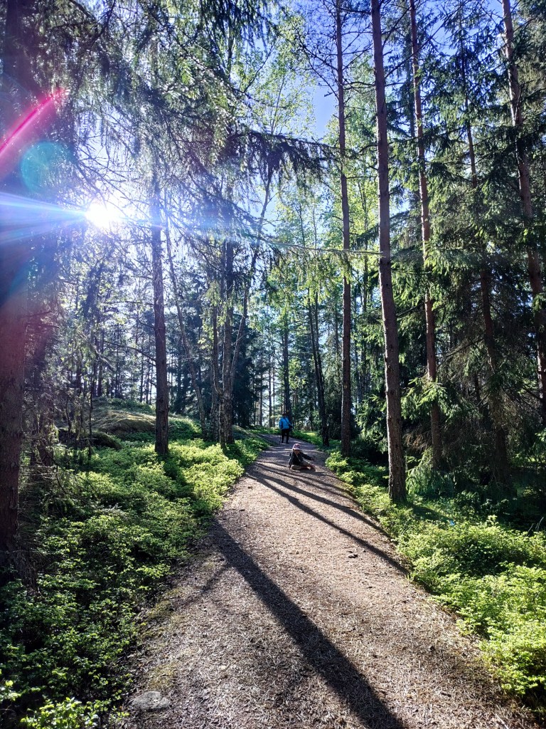 Aurinko paistaa kirkkaasti puiden välistä metsäpolulla.